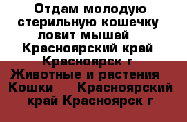 Отдам молодую стерильную кошечку (ловит мышей) - Красноярский край, Красноярск г. Животные и растения » Кошки   . Красноярский край,Красноярск г.